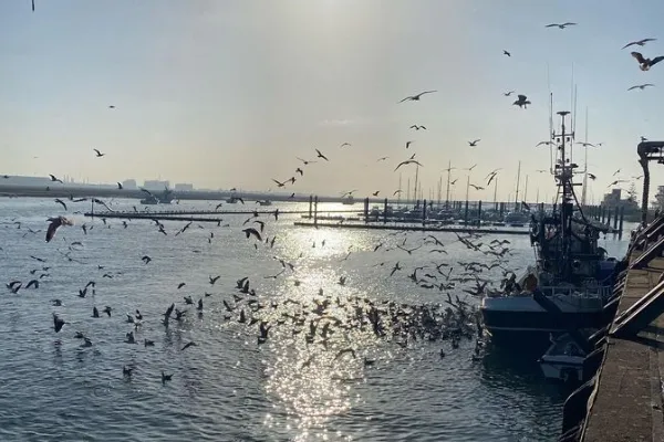 HNOS FELIPE S.L , productor de Pescado en la localidad de Punta Umbría, Huelva