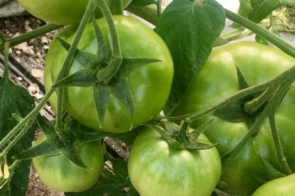 Hortalizas Hnos García Fdez. , productor de Verduras en la localidad de Málaga, Málaga