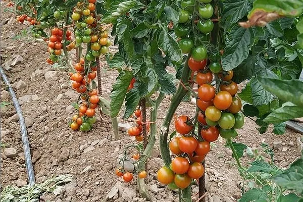 Hortalizas de Liebana , productor de Verduras en la localidad de Mieses, Cantabria