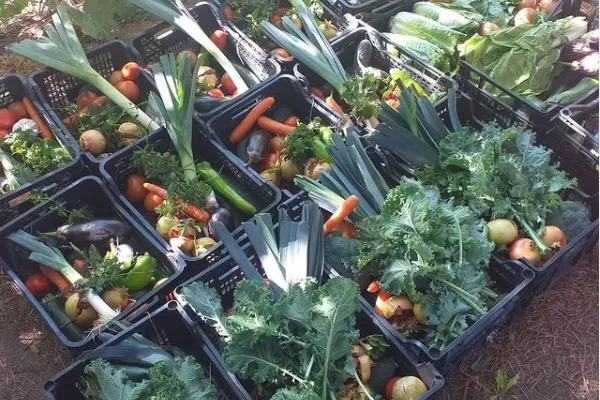 Huerta del Chorrillo , productor de Verduras en la localidad de Paracuellos de Jarama, Madrid