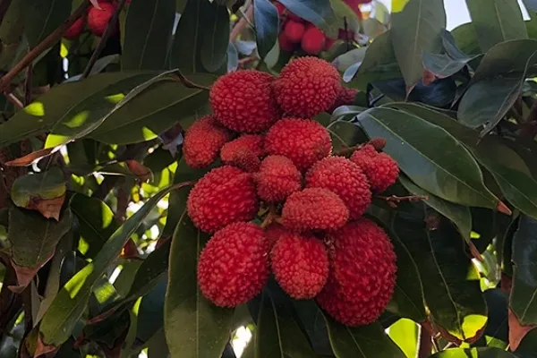 Huerta Tropical , productor de Fruta en la localidad de Motril, Granada