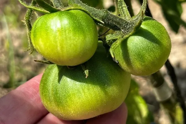 Huerto es vida , productor de Verduras en la localidad de Zaragoza, Zaragoza