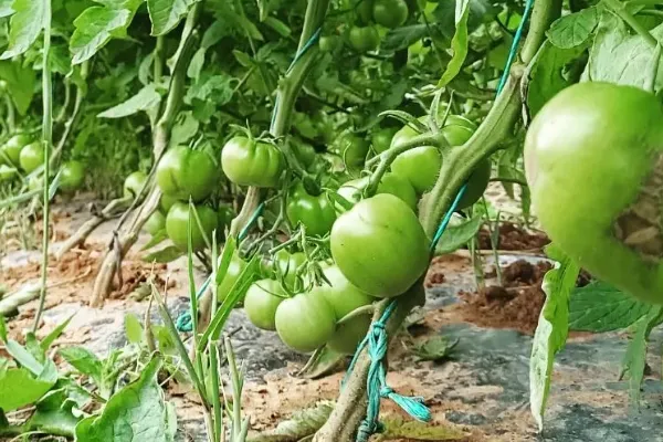 Huerto del tío Ramón , productor de Verduras en la localidad de Algodonales, Cádiz