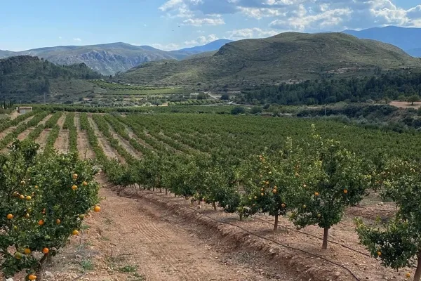 ISNaranajas , productor de Fruta en la localidad de Benaguasil, València