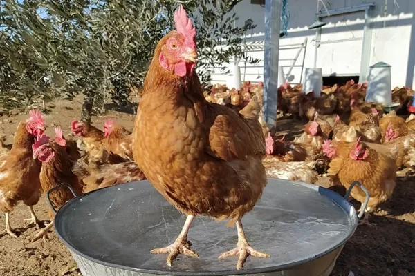 La granja de la abuela Pilar , productor de Huevos en la localidad de Casas de Ves, Albacete