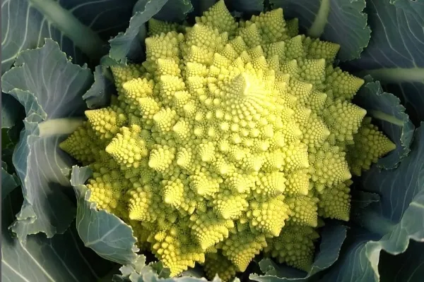 La Huerta Pingarrón , productor de Verduras en la localidad de Sevilla, Sevilla