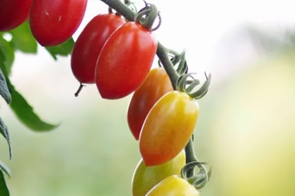 La Trapella , productor de Verduras en la localidad de , 