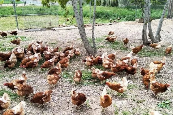 Ecohuevos Los Molinos , productor de Huevos en la localidad de Carrascosa de Haro, Cuenca