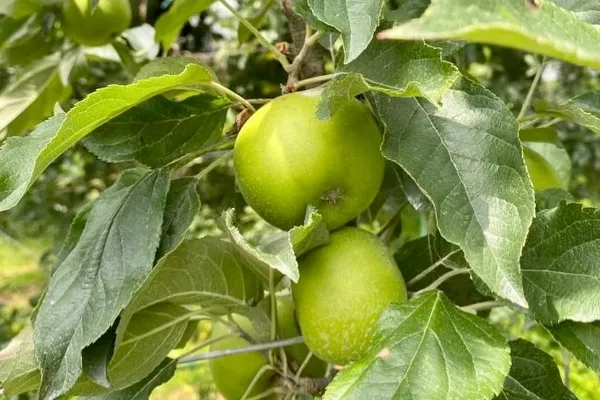 Manzanas KISUA , productor de Fruta en la localidad de Maya, Nafarroa