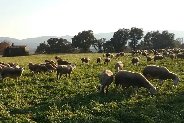 Mas Casas  , productor de Carne en la localidad de Cruïlles, Girona