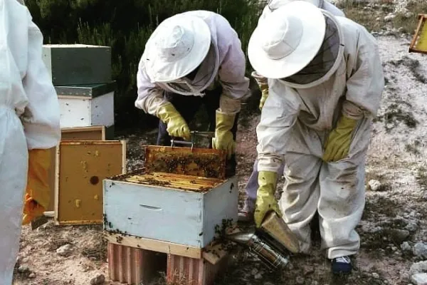 Abeja del Arlanza , productor de Miel en la localidad de Santa Maria del Campo, Burgos