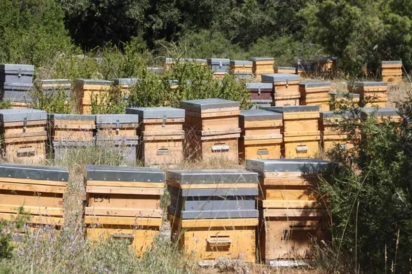 Mielería Colmenita del Tajo , productor de Miel en la localidad de Aranjuez, Madrid