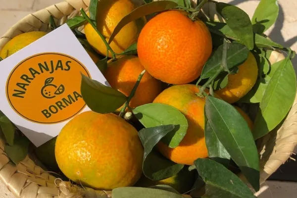 Naranjas BORMA , productor de Fruta en la localidad de Bétera, València