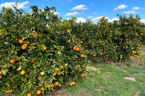 Naranjas Daniel , productor de Fruta en la localidad de Bétera, València