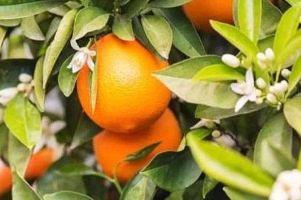 Naranjas Marisa , productor de Fruta en la localidad de La Vall d´Uxió, Castelló