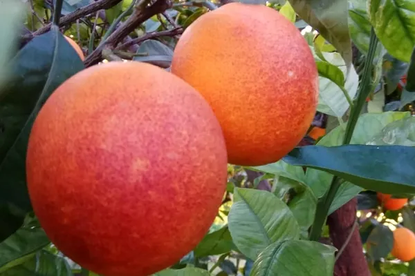 Naranjas Premium Mediterranean , productor de Fruta en la localidad de Sagunto, València