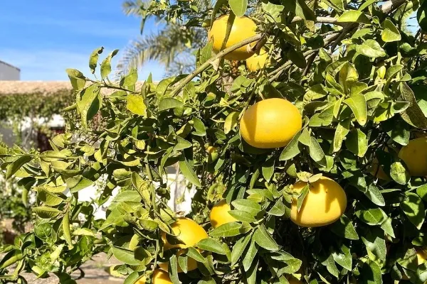 Naranjas Ramblizo , productor de Fruta en la localidad de Antas, Almería