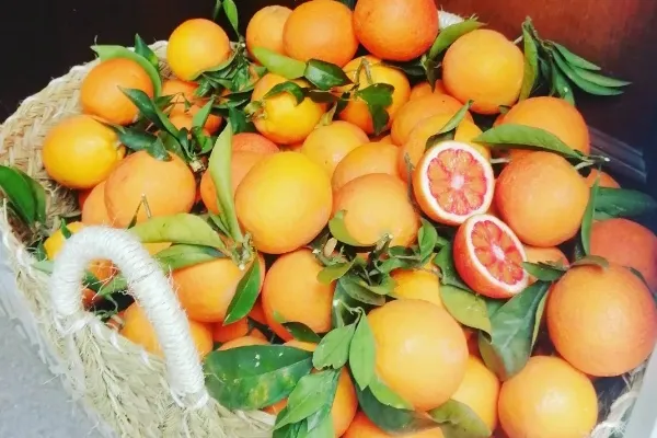 Naranjas Ribera del Júcar , productor de Fruta en la localidad de València, València