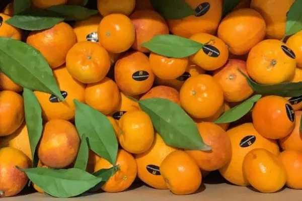 Naranjas Selectas , productor de Fruta en la localidad de Vallada, València