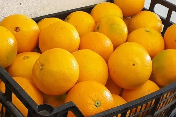 OH! naranjas , productor de Fruta en la localidad de Puçol, València