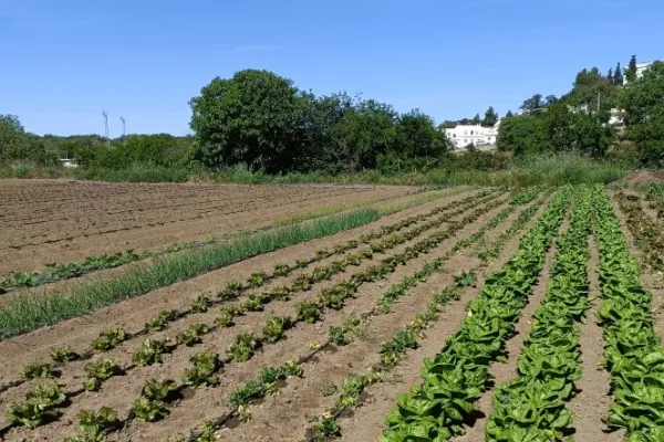 Orgánicos La Nogalera , productor de Verduras en la localidad de Cazalla de la Sierra, Sevilla