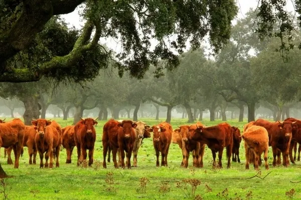 País de Quercus , productor de Carne en la localidad de Valverde, Badajoz