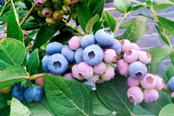 Pas Berry , productor de Fruta en la localidad de Escobedo, Cantabria