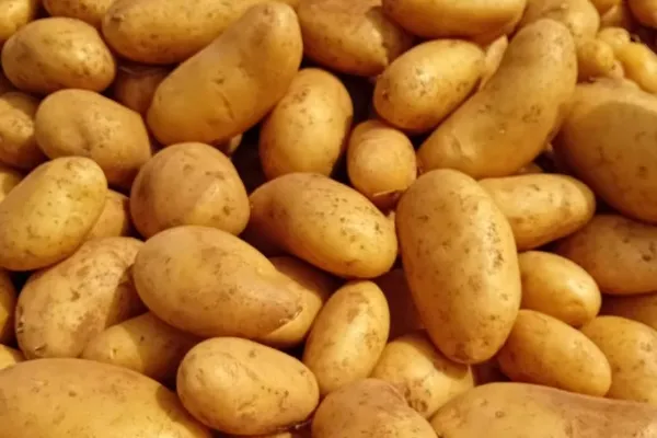 Patatas Beltran , productor de Verduras en la localidad de Daya Vieja, Alacant