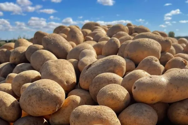 Patatas Ifaca , productor de Verduras en la localidad de Arabayona de Mógica, Salamanca