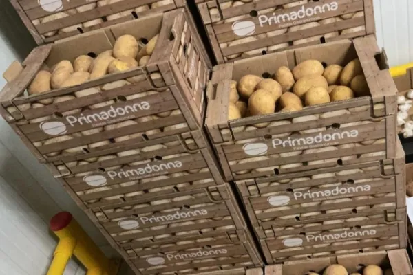 Patatas Primadonna , productor de Verduras en la localidad de El Albujón, Murcia