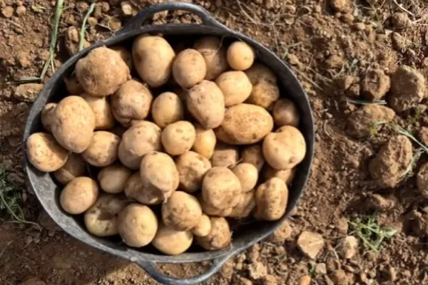 Patatas Dalmau , productor de Verduras en la localidad de , 