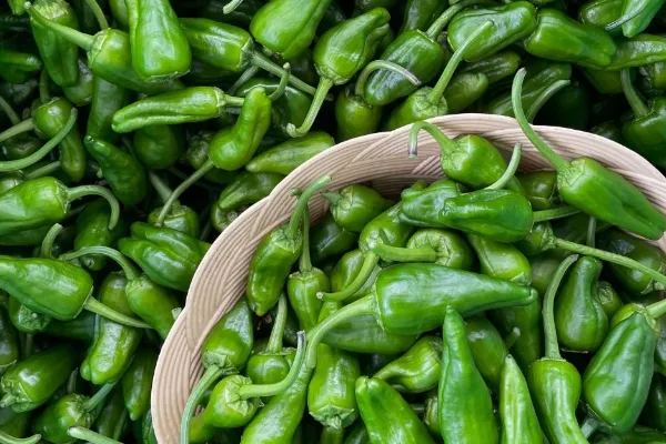 Pementos Evangelina & Gómez , productor de Verduras en la localidad de Padrón, A Coruña