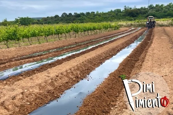 Pimi pimiento es un productor de Verduras en la localidad de El Cortijo, Logroño