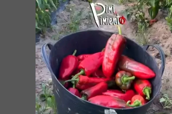 Pimi pimiento es un productor de Verduras en la localidad de El Cortijo, Logroño