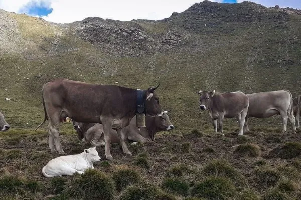 Pirineu En Boca , productor de Carne en la localidad de Barcelona, Barcelona