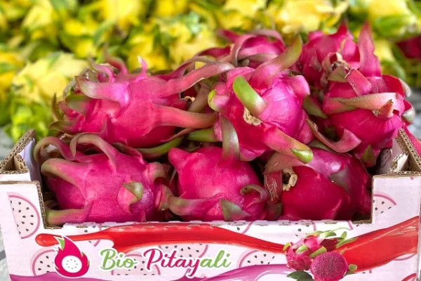 Pitayali , productor de Fruta en la localidad de , 