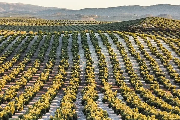 Pydasa , productor de Aceite en la localidad de Martos, Jaén