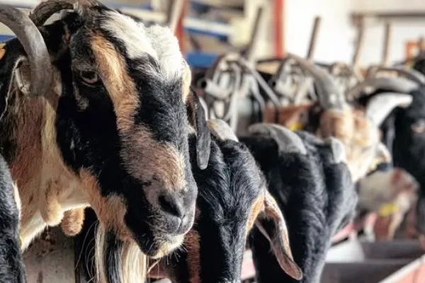 Quesería Montaña De Haría es un productor de Queso en la localidad de Haria, Lanzarote, Las Palmas