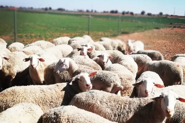 Queso Finca Valdelobos es un productor de Queso en la localidad de Villarrobledo, Albacete