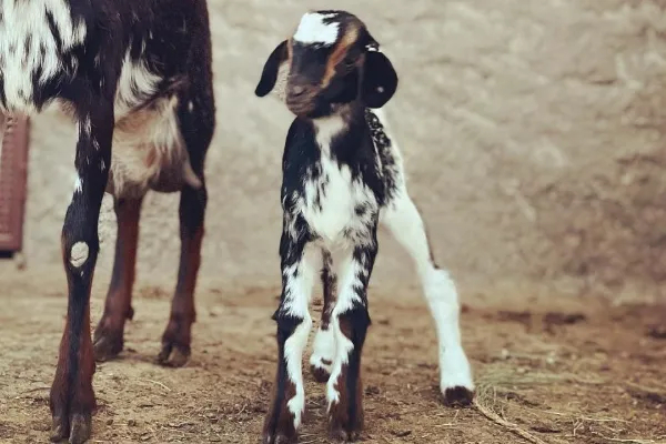 Granja ecologica Aborigen es un productor de Queso en la localidad de Tenerife, Santa Cruz de Tenerife