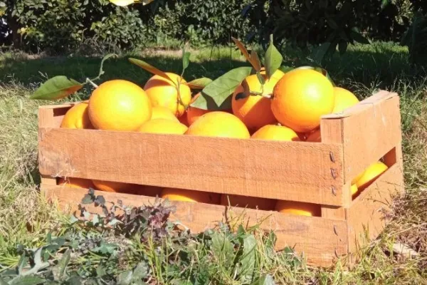 Sabor a Naranjas , productor de Fruta en la localidad de Alcolea del Río, Sevilla