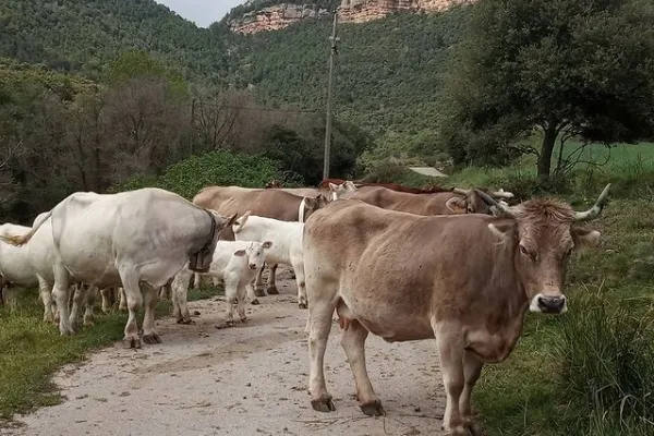 Salt del Colom , productor de Carne en la localidad de L´Espunyola, Barcelona