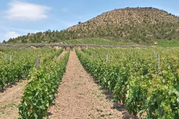 SANCE bodegas , productor de Vino en la localidad de Baños de Ebro, Araba