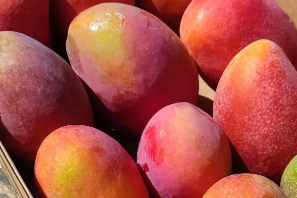 Tienda de Fruta , productor de Fruta en la localidad de Almuñécar, Granada