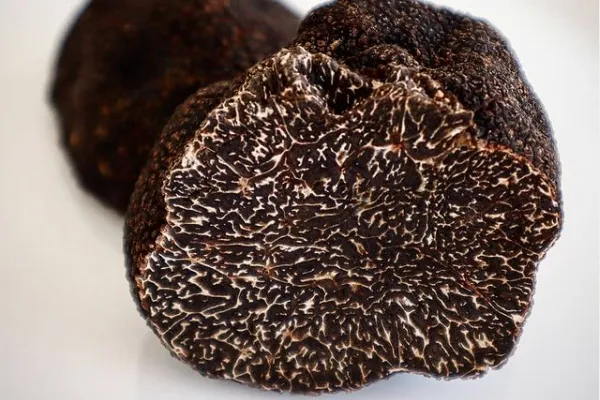 Trufa negra del Penyagolosa , productor de Fungi en la localidad de Penyagolosa, Castelló