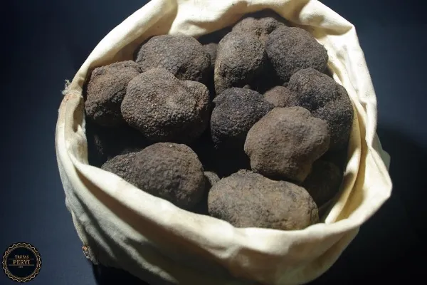 Trufas Pervi , productor de Fungi en la localidad de Pedralba, València