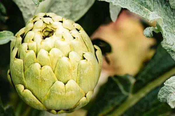 Tu Huerta Online es un productor de Fruta en la localidad de Meliana, València