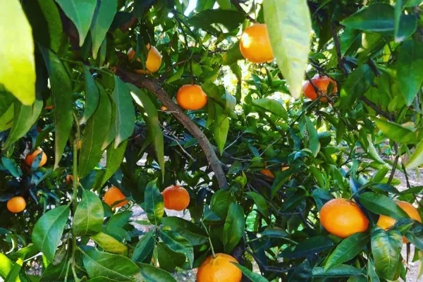 Tu Huerta Online es un productor de Fruta en la localidad de Meliana, València