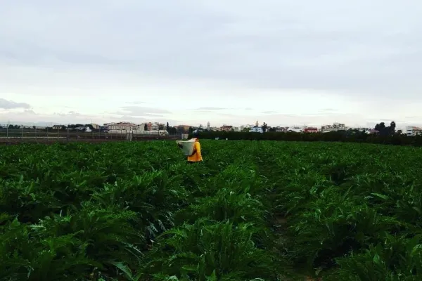Tu Huerta Online es un productor de Fruta en la localidad de Meliana, València