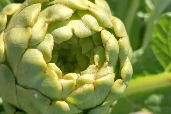 Tu Huerta Online es un productor de Fruta en la localidad de Meliana, València